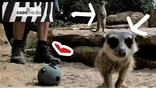 ERDM&Auml;NNCHEN: Neue Anlage im ZOO KREFELD | zoos.media