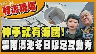 伸手就有海鷗!? 特派現場直擊「雲南滇池」冬日限定互動秀 教你如何吸引鷗巴們的目光｜TVBS新聞