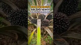 CARA BUDIDAYA KELAPA SAWIT AGAR HASIL PANEN MELIMPAH