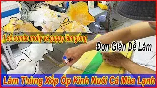 Làm thùng xốp gắn kính nuôi cá vào mùa lạnh, các combo molly và guppy thủy sinh