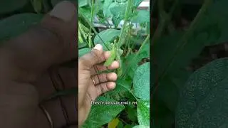 Growing peanuts, soybeans, and ginger. #livingsustainablywithus #sustainableliving #organicfood