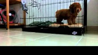 Amber Toy Poodle LullabyTest