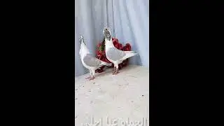 اجمل 100 طير حمام نواعم قصات والوان Birds.Guvercinler. kuşlar.pigeons