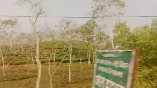 Beautiful Tea ☕  garden 🏡