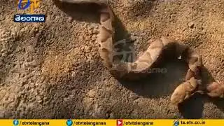 A Rare Two Headed Copperhead Discovered | in Virginia