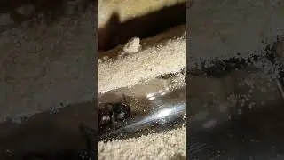 #ants #yummy Delicious food