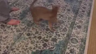 Jasper the Fawn Abyssinian Teaches Spinning 101