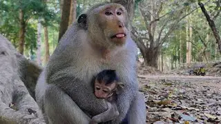 The Best king monkey Loki holding hugging warming tiny baby monkey Naina with heartwarming