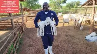 Know what kills goats kids mostly ( farmers must not miss this )