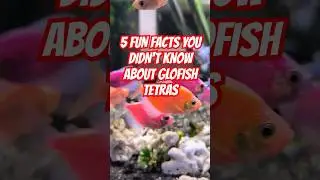 5 FUN FACTS YOU DIDN'T KNOW ABOUT GLOFISH TETRAS #aquarium #glofishtetra #tetra #fish #youtubeshorts