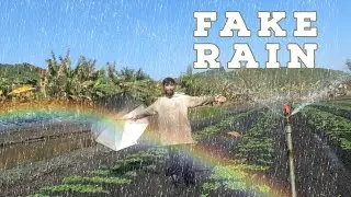 sprinkle irrigation on potatoes || water saving method