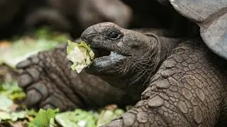 Tartaruga-gigante filmada a ca&ccedil;ar ave
