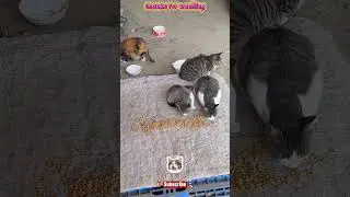 like cats #videos #cat#shortvideo #youtube #youtubeshorts