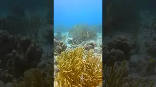 De Lake #bonaire #scubadiving #travel #follwing #follow #coralreef