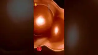 human skull cell membrane ultra HD visual 4k #biology , #zoology ,