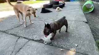 For Kona&rsquo;s &ldquo;Mom&rdquo;