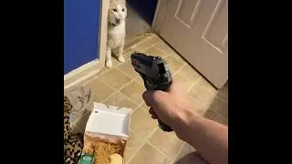 mildly entertaining svds collats