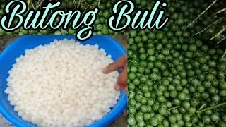Pagputol at Pagkuha ng Bunga ng Buli