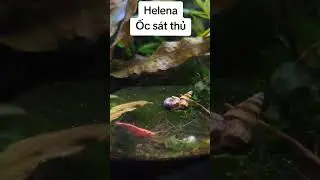 Assassin Snails aren't just. They help control pest snail populations in your tank #youtubeshort