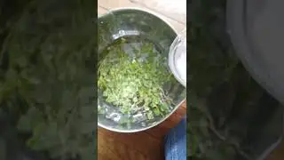 SelfMadeHerbal | Washing Wood Sorrel Before Making A Tincture