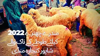 Shahpur kanjra Bakra Mandi Lahore/Mudray chatray for 2022 Price update
