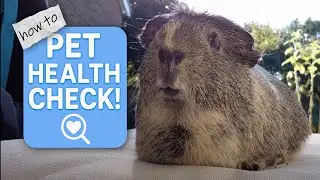 How To Health Check A Guineapig 🐹