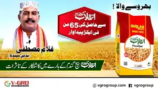 Farmer Feedback on INQLAB Gold-21 | V-GRO Group Pakistan