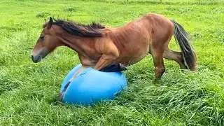 Funny Baby Horse Plays With Toys