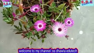 Beautiful Ice Plant  flowers आइस plant के खुबसूरत फुल