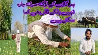 👉 چارہ کاٹتے بزرگ اور گاؤں کی سچی باتیں