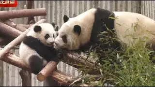 雅梨干妈第一次带福多多出外场，相处很有爱呢💕Godmother YaLi took Fu DuoDuo out for the first time and got along with her