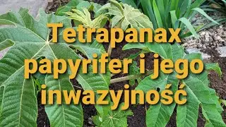 510#. Tetrapanax papyrifer i jego inwazyjność.