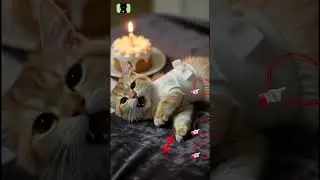 #o #oyo  #kitty #kitten #cat #animalintelligence #aicats  #kucing #cake #birthdaycat #funny  #oyen