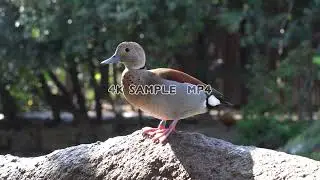 Stock footage.4K animal movie.　4K動画素材　鳥　クビワコガモ