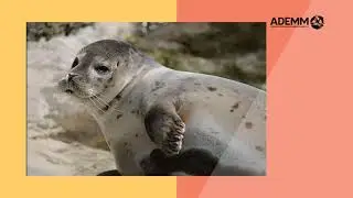 Foca com&uacute;n /Phoca vitulina