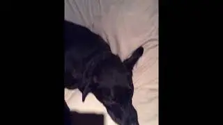 LRRB Lovey Dovey