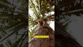 Falling coconut can be deadly 💀 #fallingcoconut #factfusion #youtubeshorts