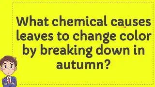 What chemical causes leaves to change color by breaking down in autumn?