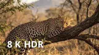 Wildlife in 8K: Untamed Animals of the African Savannah | Ultra HD Nature Documentary