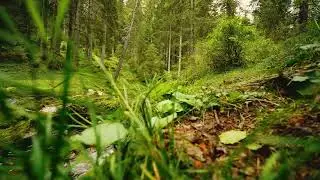 RELAXING SOUNDS OF A FOREST STREAM WITH ACOUSTIC GUITAR FOR SLEEP, ANXIETY, RELAXING, ASMR 10MINUTES