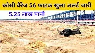 कोसी बैरेज अलर्ट koshi barrage news today flood in Bihar nepal 