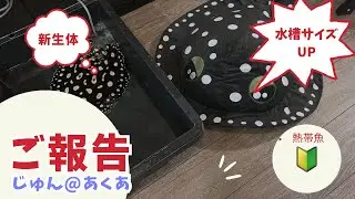 初心者が大型水槽買うならこのサイズ！！間違いない！！