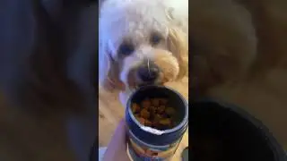 Review On Clear Vision Complex Chews Kinpur Pet Care