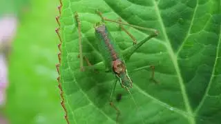 Great Green Bush Crickets