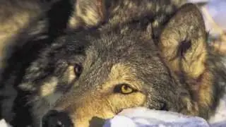 white Fang trailer- Blake Holtby