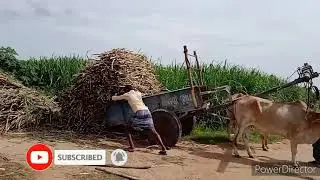 bullock cart sugarance full loading video