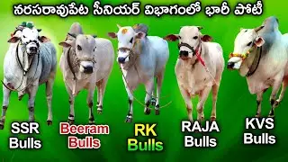 Narasaraopet సీనియర్ విభాగంలో భారీ పోటీ RK Bulls| Ssr Bulls | Raithu World 