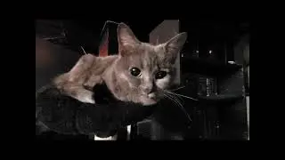 Gray Cat Is Awakened By 9 Ringing Rotary Phones ☎️