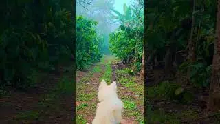 A Dog&rsquo;s Peaceful Morning on a Misty Estate Road 🌫️🐾