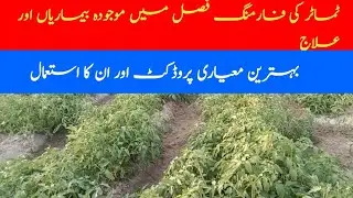 Tomato Disease Ka Asan Ilaj | Best Farming Tips for High Yield